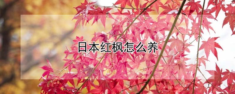 日本紅楓怎么養(yǎng)