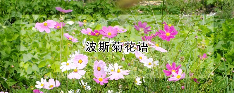 波斯菊花語