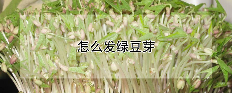 怎么發綠豆芽