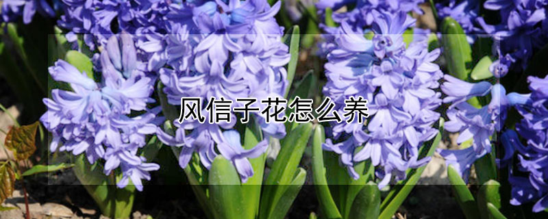 風信子花怎么養