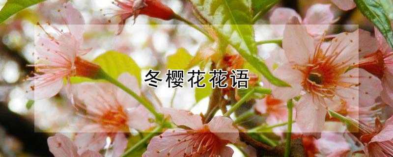 冬櫻花花語