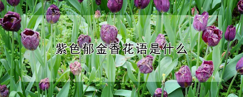 紫色郁金香花語是什么