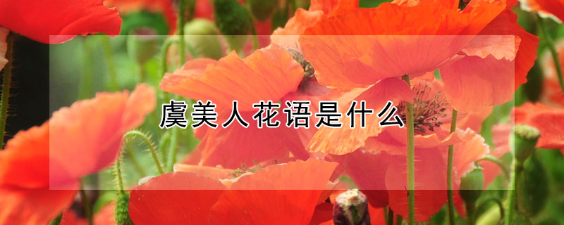 虞美人花語是什么