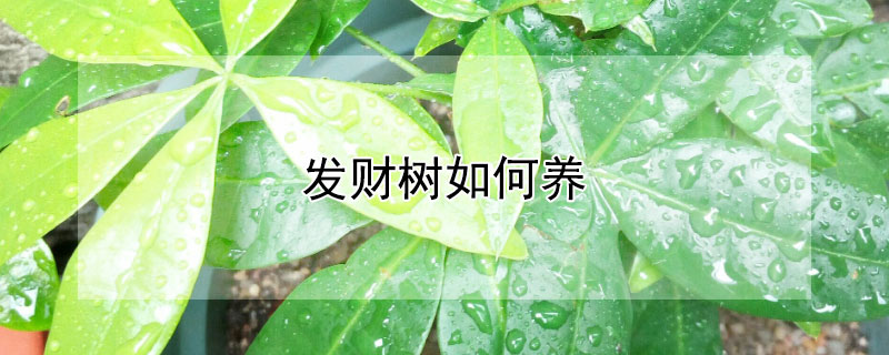 發(fā)財樹如何養(yǎng)