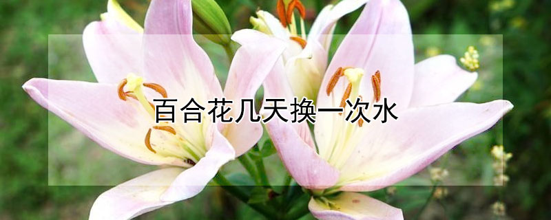 百合花幾天換一次水