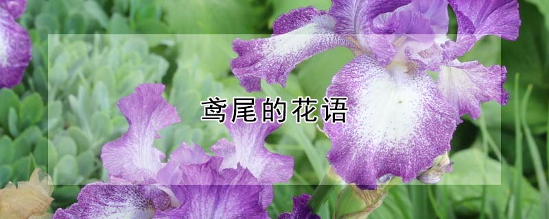 鳶尾的花語