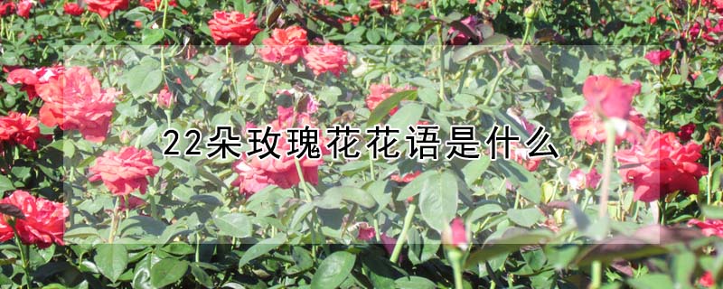 22朵玫瑰花花語是什么