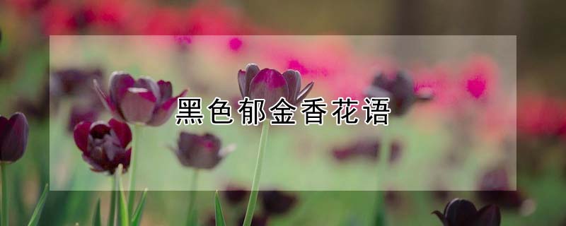 黑色郁金香花語