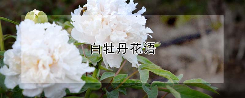 白牡丹花語