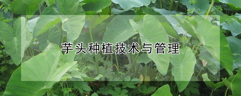 芋頭種植技術與管理