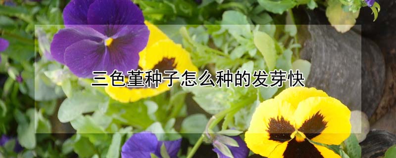 三色堇種子怎么種的發(fā)芽快