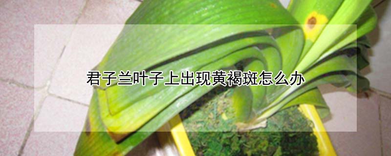 君子蘭葉子上出現(xiàn)黃褐斑怎么辦