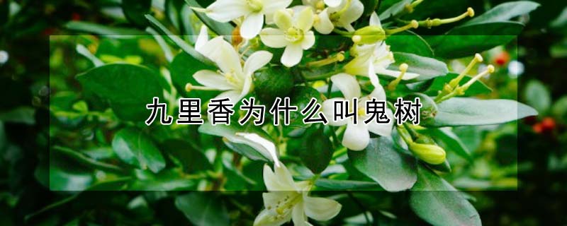 九里香為什么叫鬼樹