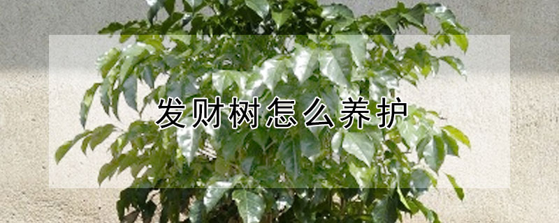 發(fā)財樹怎么養(yǎng)護