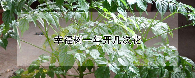 幸福樹一年開幾次花