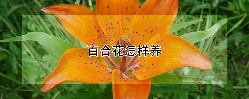 百合花怎樣養