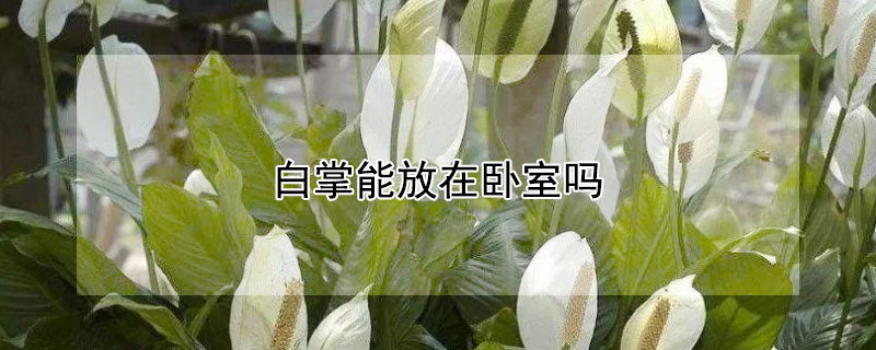 白掌能放在臥室嗎