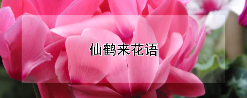 仙鶴來花語