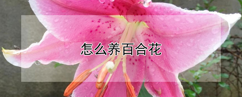 怎么養百合花