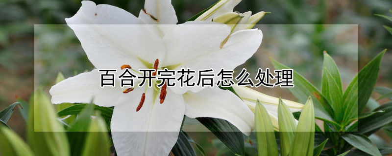 百合開完花后怎么處理