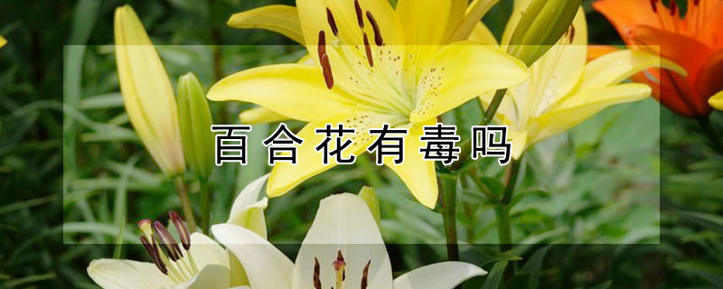 百合花有毒嗎