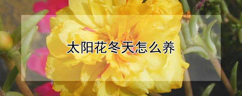 太陽花冬天怎么養(yǎng)