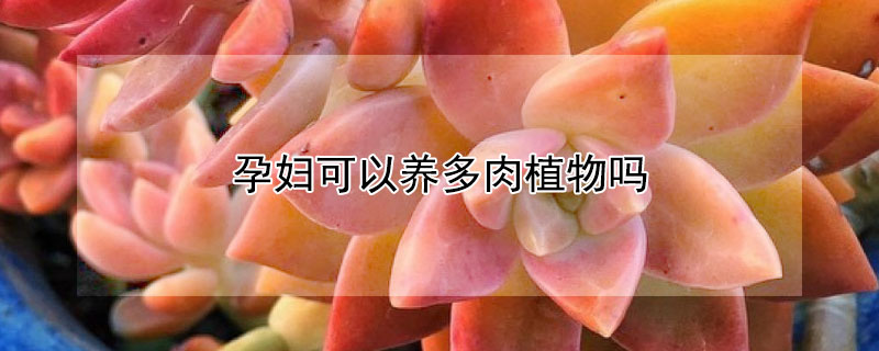 孕婦可以養多肉植物嗎