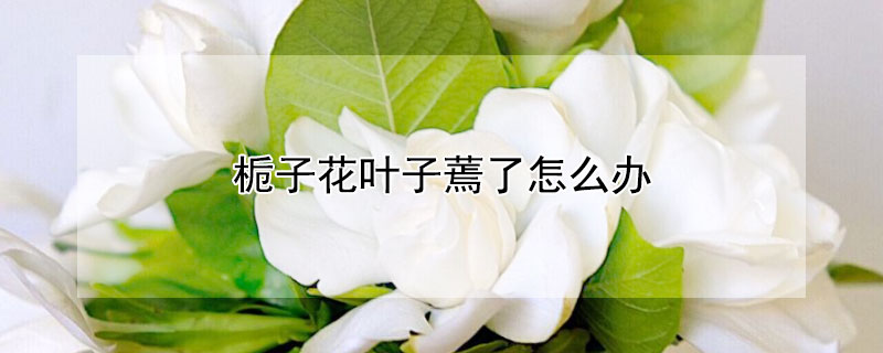 梔子花葉子蔫了怎么辦