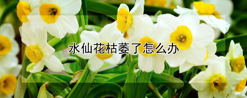 水仙花枯萎了怎么辦