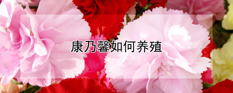 康乃馨如何養(yǎng)殖