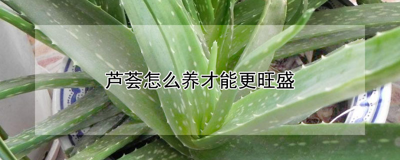 蘆薈怎么養才能更旺盛