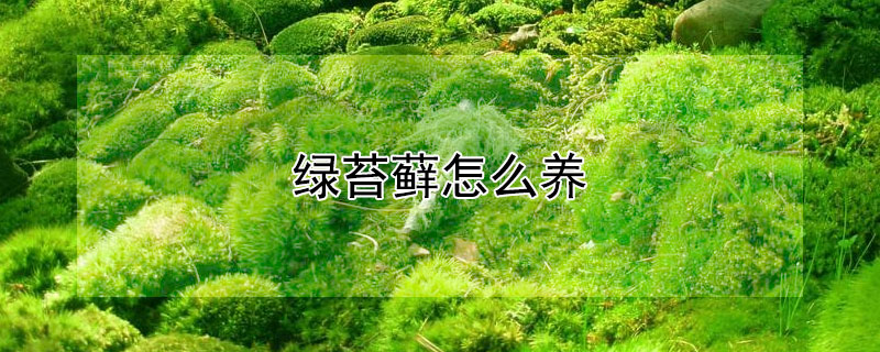 綠苔蘚怎么養(yǎng)