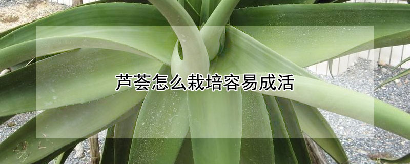 蘆薈怎么栽培容易成活