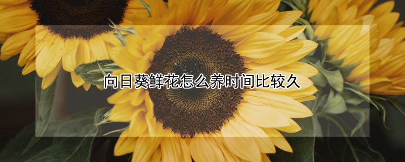 向日葵鮮花怎么養時間比較久