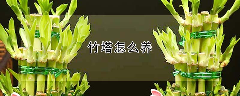 竹塔怎么養(yǎng)