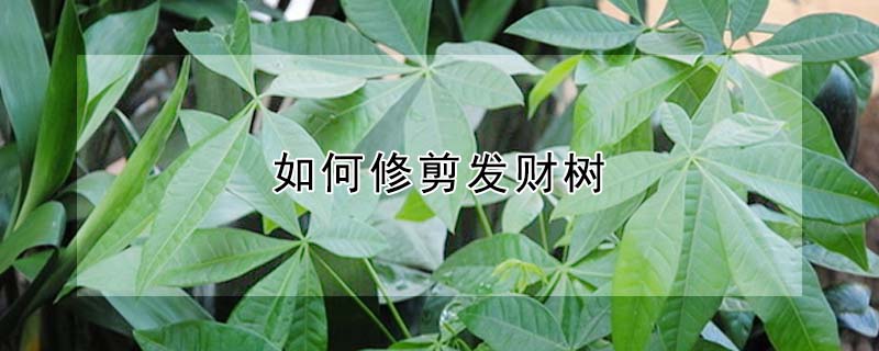 如何修剪發(fā)財(cái)樹(shù)