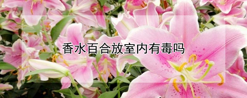 香水百合放室內(nèi)有毒嗎