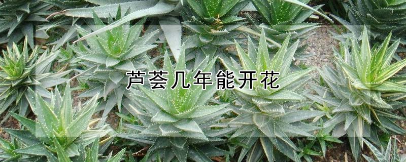 蘆薈幾年能開花