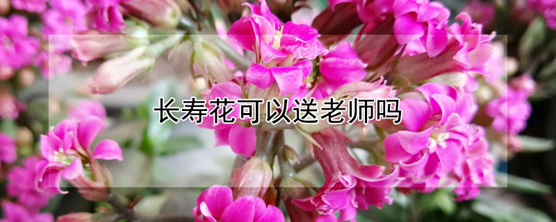 長(zhǎng)壽花可以送老師嗎