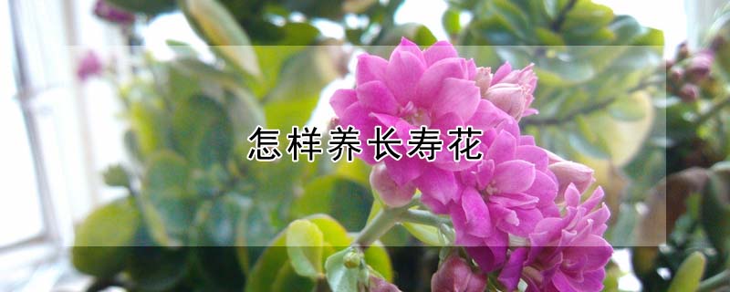 怎樣養長壽花