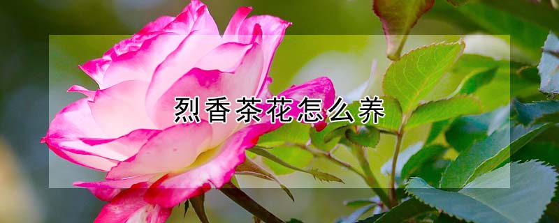 烈香茶花怎么養(yǎng)