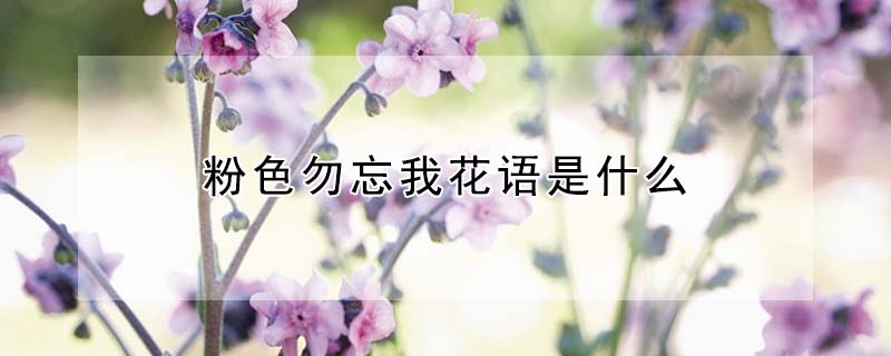 粉色勿忘我花語是什么