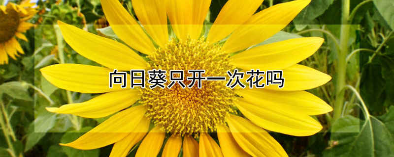 向日葵只開一次花嗎