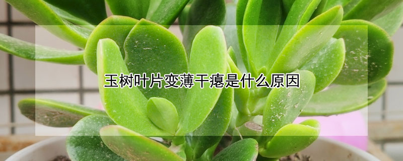 玉樹葉片變薄干癟是什么原因