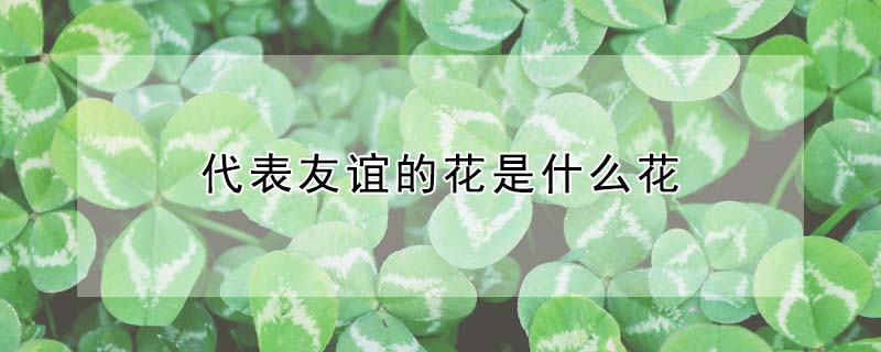 代表友誼的花是什么花