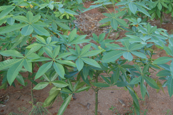 吉祥樹的養殖方法和注意事項