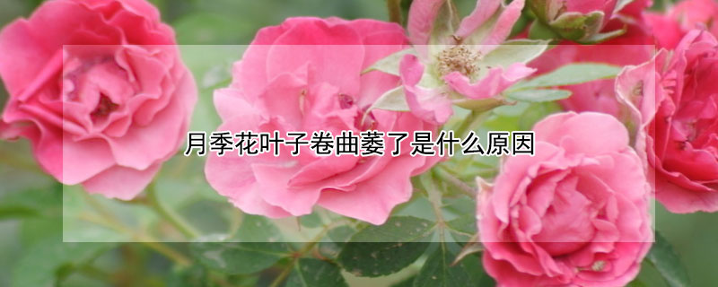 月季花葉子卷曲萎了是什么原因