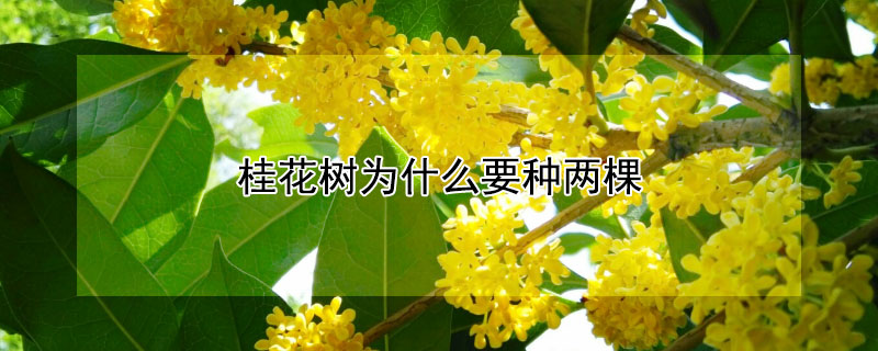 桂花樹為什么要種兩棵