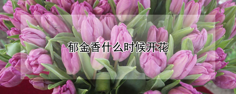 郁金香什么時候開花