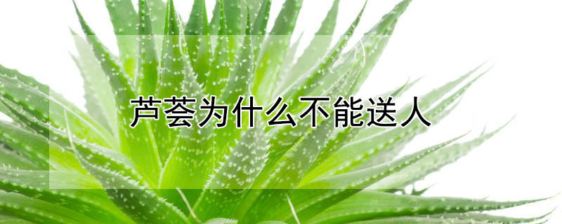 蘆薈為什么不能送人